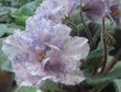 images_4.jpg