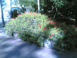 04082006_003_.jpg