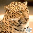 leopard_128x128.jpeg