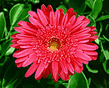 FLOWER.jpg