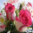 Beautiful_Roses