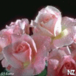 Flower.gif