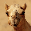 Camel.jpg