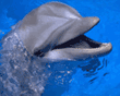 Dolphin0582.gif