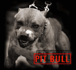 PIT_BULL.jpg