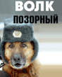 Волк позорный.gif