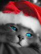 Santa_Cat.jpg