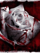 Rose.jpg