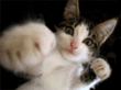 cat978.gif