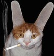 cat.jpg