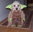 YODA_DOG.jpg