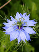 Cornflower001.jpg