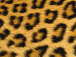 The_Fur.jpg
