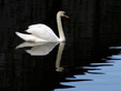 Swan.jpg