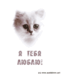 i_love_cat.gif