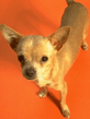 Chihuahua2.jpg