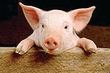 pig.jpg