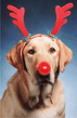 Xristmas_Dog.jpg