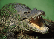 alligator.jpg