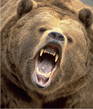 bear.jpg