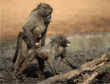 monkey_sex.jpg