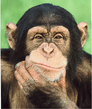 Monkey.jpg