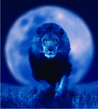 night_lion.jpg