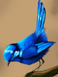 Bird.jpg