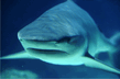 Shark.jpg