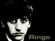 Ringo.jpg