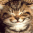 Cat.gif