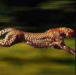 gepard.jpg