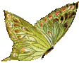 butterfly55.gif