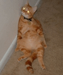 Kitty_4.jpg