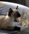 Kitty_12.jpg