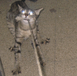 11puss.jpg