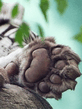 Qc_Restin_Paw.jpg