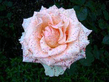 r1.jpg