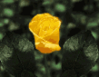 roza.gif