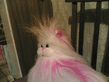 Pank_kot.jpg