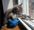 killer_kitte.jpg