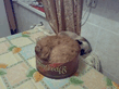 Рыжий в коробке.jpg
