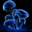 LSD1.jpg