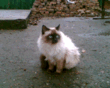 Джуль вырос.gif