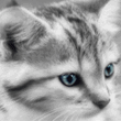 5bb6e0720f9f.gif