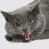 91aa3a9bbe44.gif