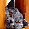 42033849d41d.gif