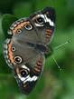 Butterfly2.jpg