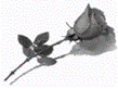 Роза.gif