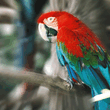 Macaw.jpg